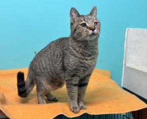 キジトラ模様のメス猫まことの写真