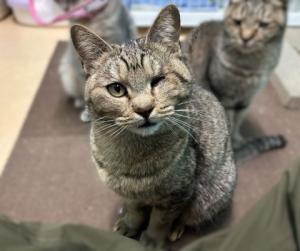 キジトラ模様のメス猫みなの写真