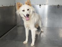 雑種、薄茶色、メス、中型、赤首輪、ベージュリードの犬