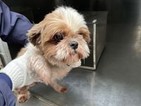 シーズー、白茶、メス、小型、赤首輪の犬