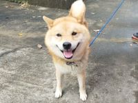 柴犬、茶、オス、青首輪、中型の成犬を収容しました。