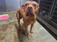 ピットブルテリア、茶、オス、大型の犬を収容しました。