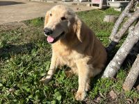 ゴールデンレトリバー、薄茶、メス、大型の犬を収容しました。