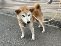 柴犬、茶、メス、赤首輪、赤黒リード付の中型犬を収容しました。