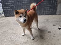 柴犬、茶色、オス、焦げ茶色首輪の中型犬を収容しました。