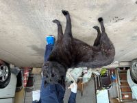 雑種、黒色、メス、中型の犬