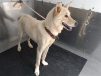 雑種、白色、メス、赤首輪の中型犬を収容しました。