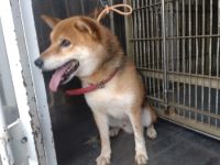 柴犬、茶黒、オス、中、赤首輪の中型犬を収容しました。