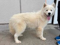 サモエド、クリーム、メスの大型犬を収容しました。