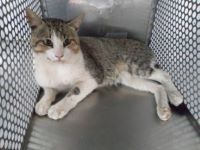雑、キジ白、オス、中型の猫を収容しました。