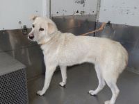 雑、白、メス、中型の犬を収容しました。