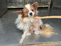 パピヨン、白茶、オス、緑迷彩柄首輪の小型犬を収容しました。