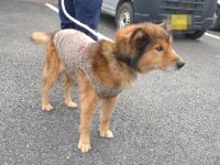 雑種、茶黒、オス、グレーのベスト、中型の成犬を収容しました。