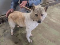 雑種、薄茶白、メスの中型犬を収容しました。