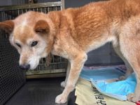 雑種、茶白、オスの中型犬を収容しました。