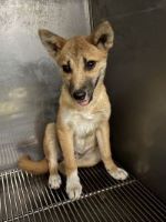 雑、茶、オス、中型犬を収容しました。