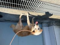 雑、茶、メス、赤首輪、青白ノミトリ付きの犬は収容しました。