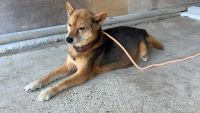 雑種、茶黒、オス、中型、赤首輪の犬