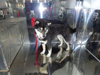 柴、黒白、中型、青首輪の犬