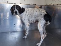 ポインター、白黒ブチ、メス、大型、赤首輪タグ付きの犬