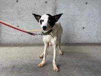 雑種、白黒、オス、緑首輪の中型犬を収容しました。