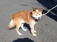 雑種、茶白、オス、中型、青首輪の犬