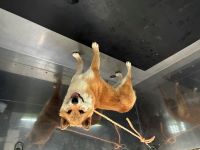 柴犬、茶色、メスの中型犬を収容しました。