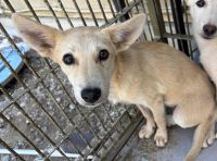 雑種、薄茶、メスの中型犬を収容しました。