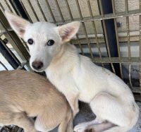 雑種、白、メスの中型犬を収容しました。