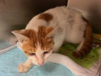 雑、白茶、メス、中型の猫を収容しました。