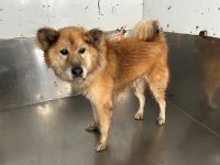 雑、茶、オス、赤首輪、ワイヤーリード付の中型犬を収容しました。