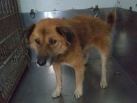 雑、茶、オスの大型の犬を収容しました。
