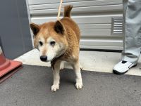 柴雑、茶色、メス、赤首輪の中型犬を収容しました。