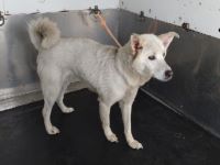 雑種、白、メスの中型犬を収容しました。