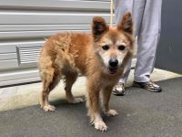 雑種、茶色、メスの中型犬を収容しました。