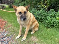 雑種、茶黒、メスの中型犬を収容しました。