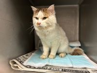 雑種、茶白、赤首輪、黒茶リード付の中型の猫を収容しました。