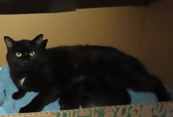 猫の写真