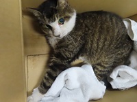 猫の写真