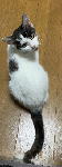 個人保護猫画像hogo143-001