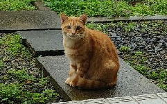 個人保護猫画像hogo159-001