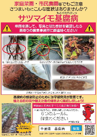 サツマイモ基腐病リーフレット