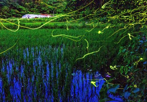 優秀賞ホタルの舞う頃の画像