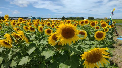 佳作ひまプロの画像