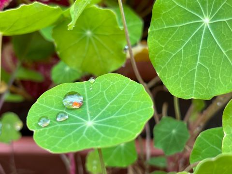 道の駅保田小学校賞朝露の画像