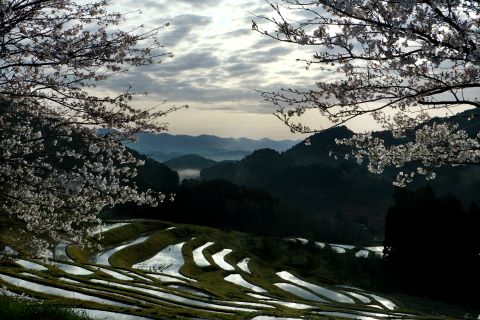 道の駅グリーンファーム館山賞春のおとずれの画像