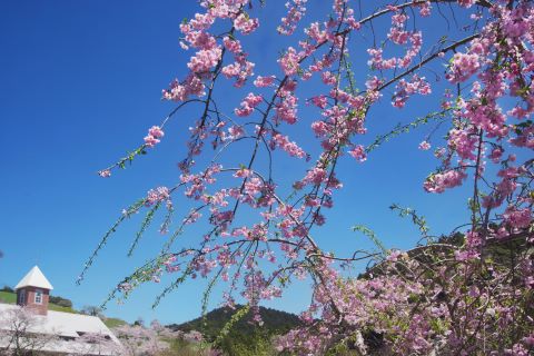 道の駅ローズマリー公園賞春うらら　酪農のさとの画像