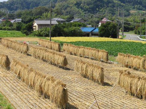 道の駅富楽里とみやま賞佐久間の秋（天日干し）の画像