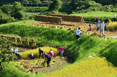 刈り入れ時