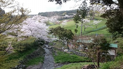 さくらの峯岡牧